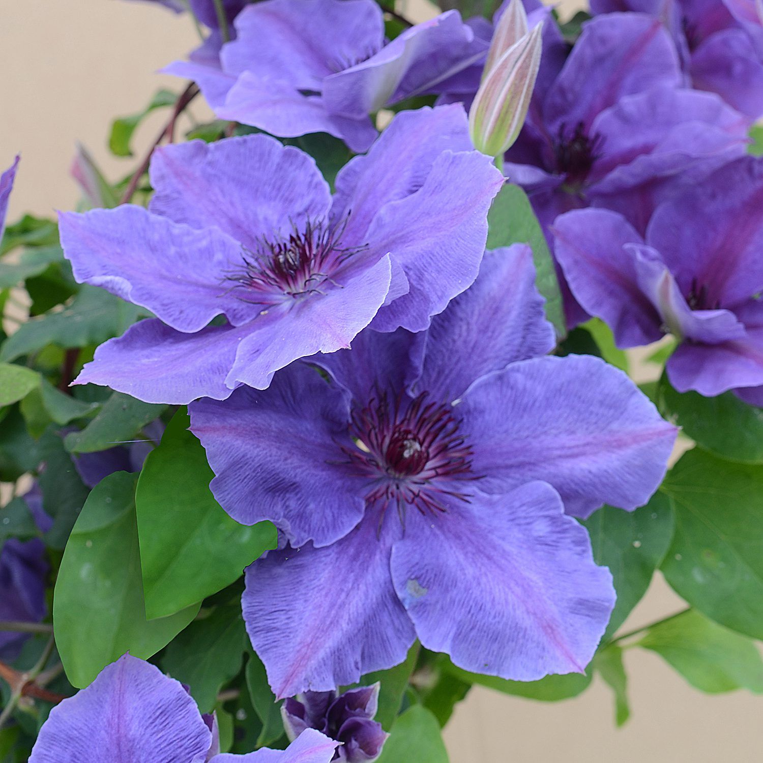 Clematis &#39;Ravel&#39; 1 gal