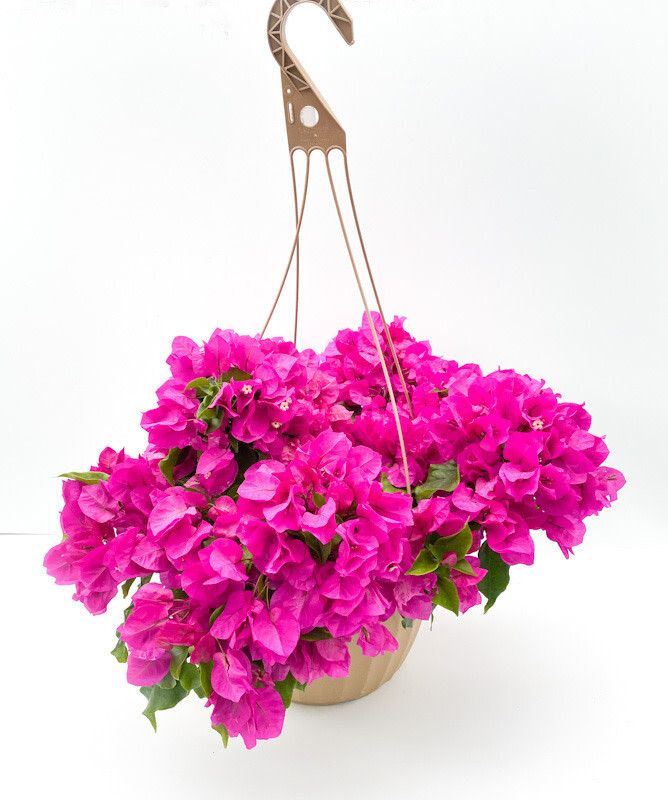 Bougainvillea 12" HB Vera Deep Purple