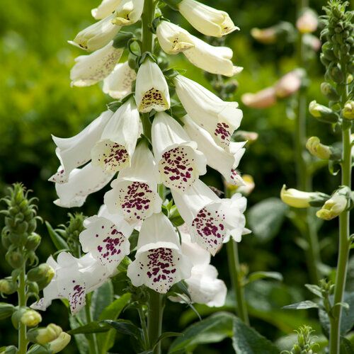 Foxglove &#39;Digitalis Dalmatian White&#39; - 1 gal