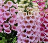 Foxglove &#39;Digitalis Dalmatian Rose&#39; 1 gal