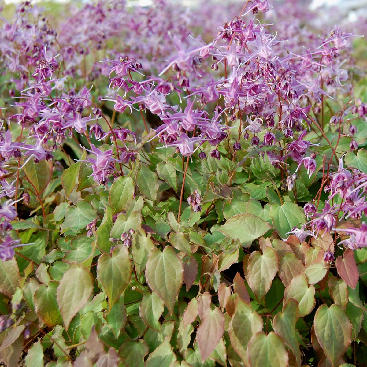 Epimedium &#39;Lilafee Lilac Fairy&#39; - 1 gal
