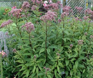 Joe Pye Weed &#39;Baby Joe&#39; - 1 Gal