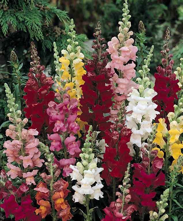 Snapdragon Rocket Mix 4&quot;