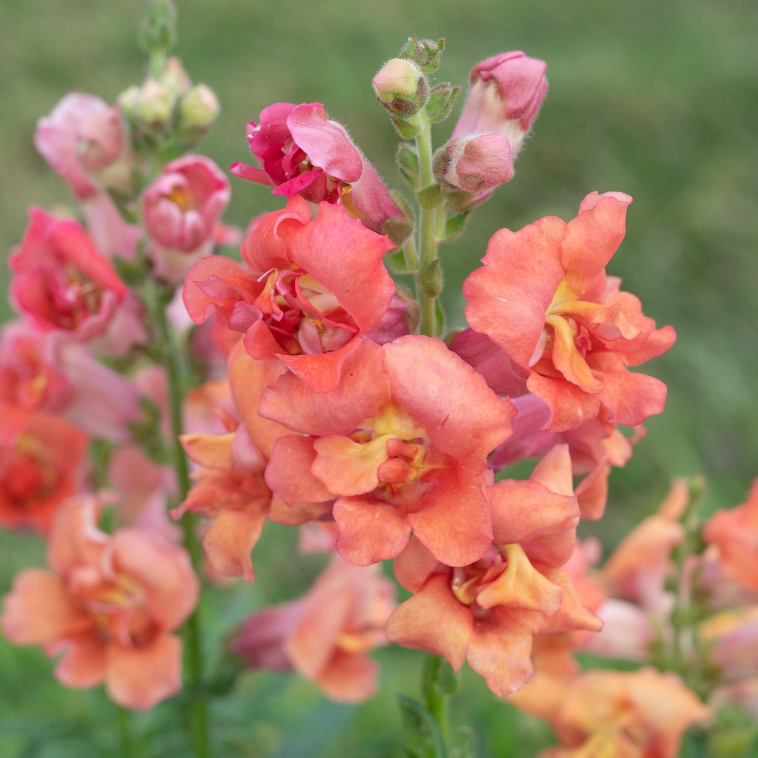 Snapdragon Madame Butterfly Mix 4&quot;