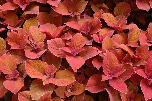10&quot; Patio Pot Coleus &#39;Campfire&#39;