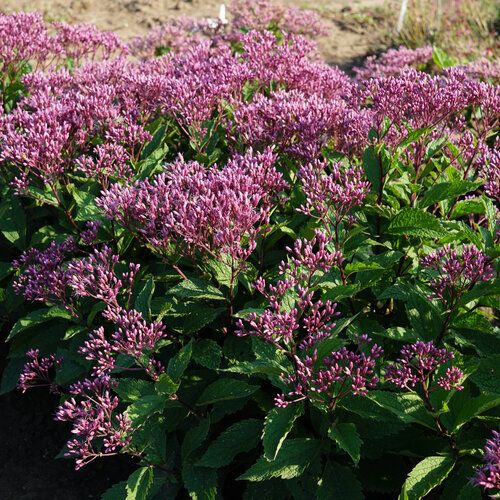 Joe Pye Weed 'Euphoria Ruby' 1 gal