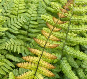 Fern &#39;Jurassic  Gold&#39; 1 Gal