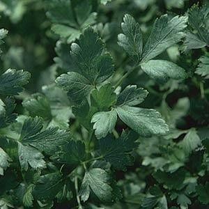 Parsley 'Italian Dark' 4"