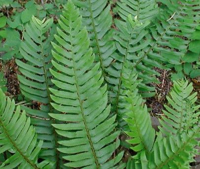 Fern &#39;Western Sword&#39; 1 Gal
