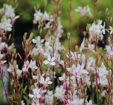 Gaura &#39;Whirling Butterflies&#39; 1 gal
