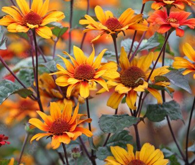 Heliopsis 'Bleeding Hearts' 1 gal