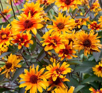 Heliopsis 'Burning Hearts' - 1 gal