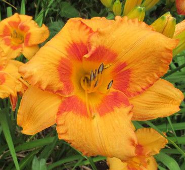Daylily - Hemerocallis &#39;Cherry Eyed Pumpkin&#39; 1 gal