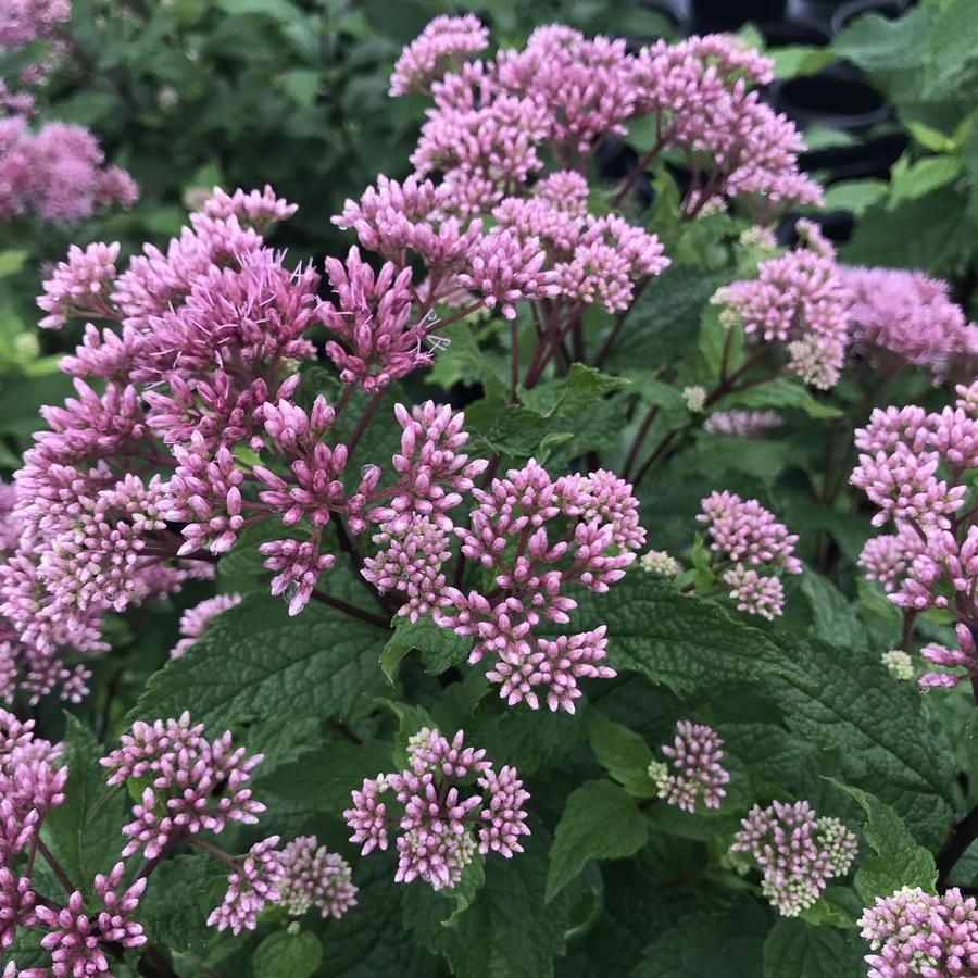 Joe Pye Weed &#39;Little&#39;  1 Gal