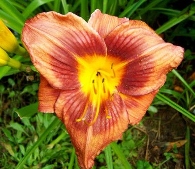 Daylily - Hemerocallis &#39;Cimarron Knight&#39; 1 gal
