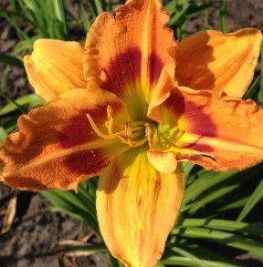 Daylily - Hemerocallis &#39;Jedi&#39;s Return&#39; - 1 gal