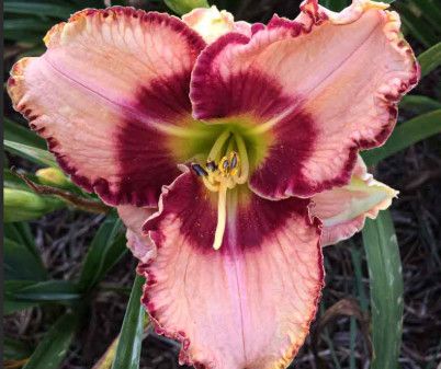 Daylily - Hemerocallis &#39;Lies &amp; Lipstick&#39; - 1 gal