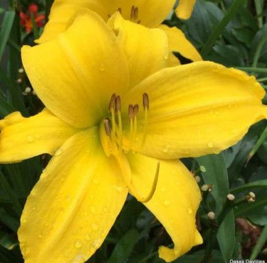 Daylily - Hemerocallis &#39;Mary Todd&#39; - 1 gal