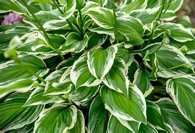 Hosta &#39;Francee&#39; - 1 gal Lg.