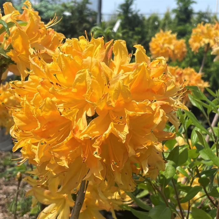 Azalea &#39;Golden Lights&#39; 2 gal