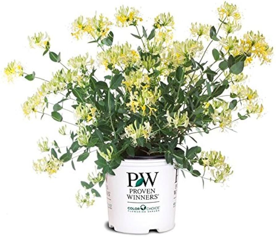 Honeysuckle Vine &#39;Scentsation&#39; 2 gal PW