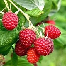 Raspberry &#39;Souris&#39; 2 gal
