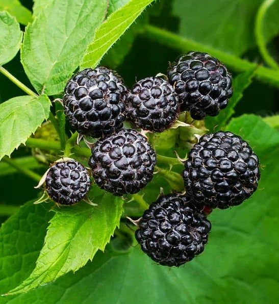 Black Raspberry &#39;Bristol&#39; 2 gal