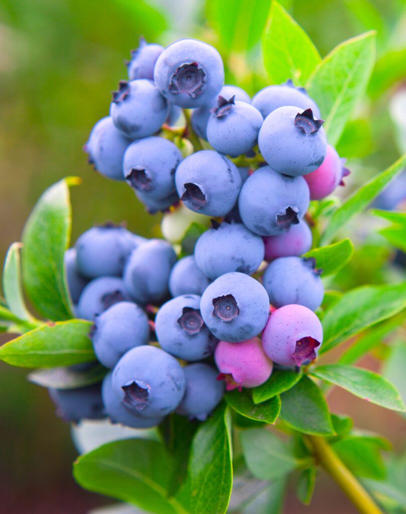 Blueberry - Vaccinium &#39;Razz&#39; 5 gal