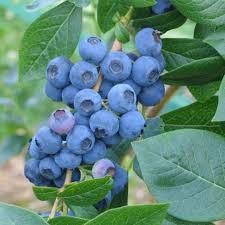 Blueberry - Vaccinium &#39;Sweetheart&#39; 5 gal