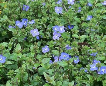 Speedwell &#39;Veronica  Georgia Blue&#39; 1 gal