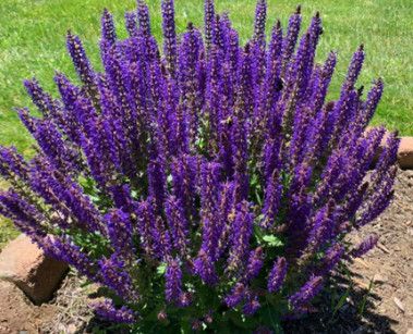 Perennial Sage &#39;Salvia May Night&#39; 1 gal