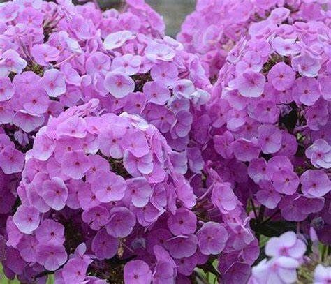 Garden Phlox &#39;Fashionably Early Flamingo&#39; 1 gal
