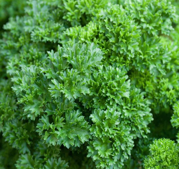 Parsley &#39;Forest Green&#39; 4&quot;