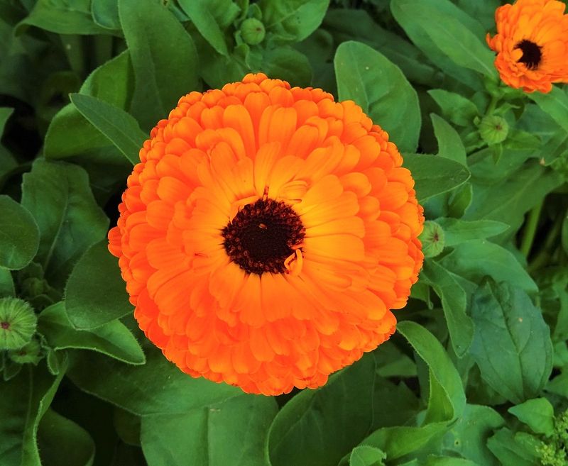 Calendula 2 cell pack