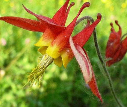 Columbine &#39;Aquilegia Canadensis&#39; - 4&quot;