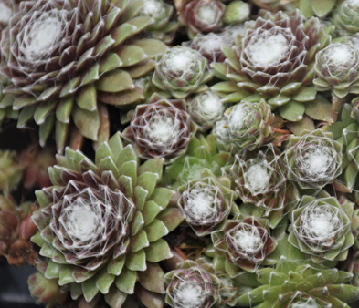 Hens and Chicks - Sempervivum Cobweb - 4&quot;