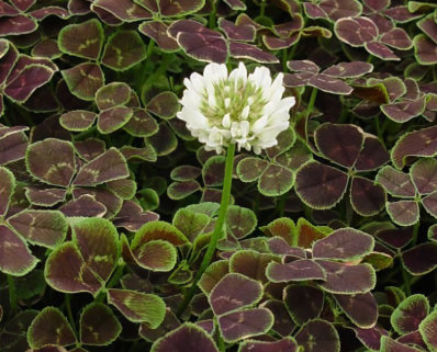 Clover &#39;Trifolium Atropurpureum&#39; 4&quot;