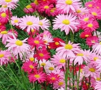 Painted Daisy &#39;Robinson&#39;s Single&#39; 4&quot;