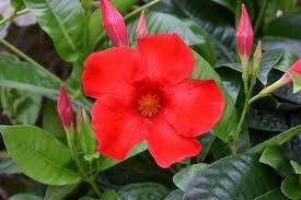 Mandevilla Red 12&quot; HB