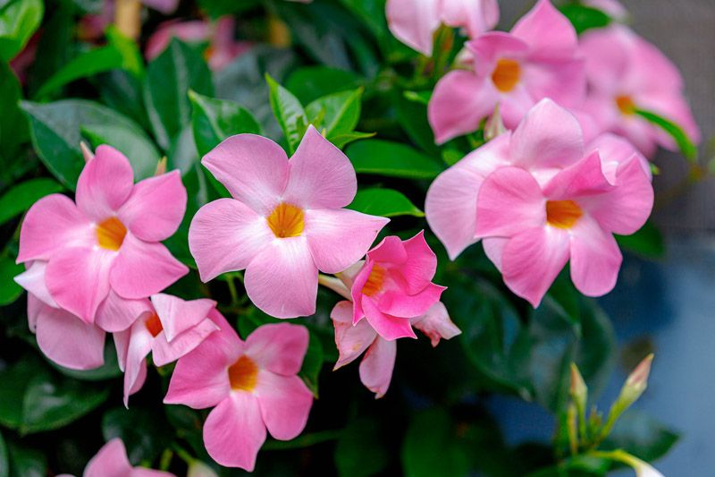 Mandevilla Pink 12&quot; HB