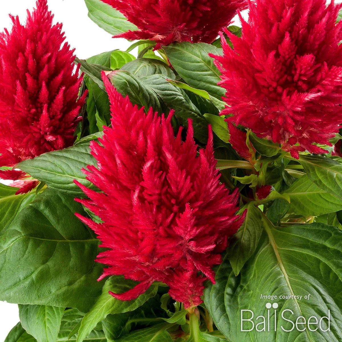 Celosia- 4&quot; Fire Red