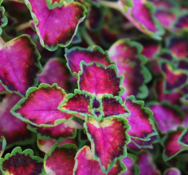 Coleus 'Great Falls Angel' 4"