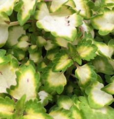 Coleus &#39;Great Falls Yosemite&#39; 4&quot;
