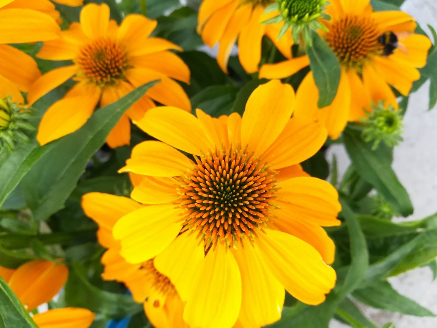Cone Flower &#39;Echinacea Guatemala Gold&#39; 1 gal