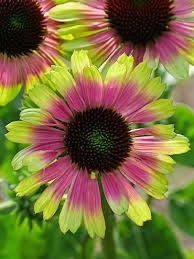 Cone Flower &#39;Echinacea Prairie Blaze Vintage Lime&#39; 1 gal