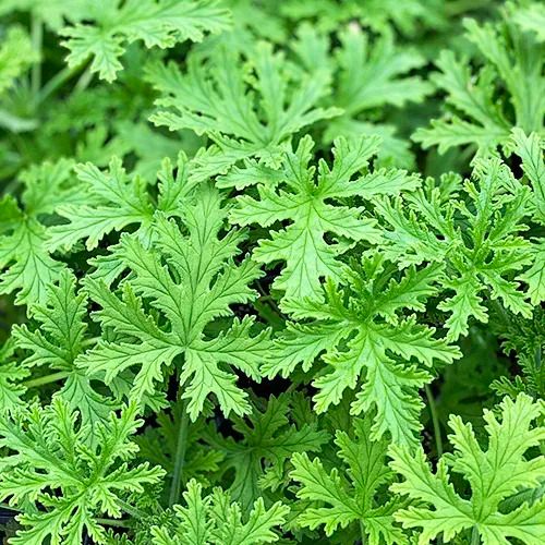 Citronella 'Mosquitaway' 6"