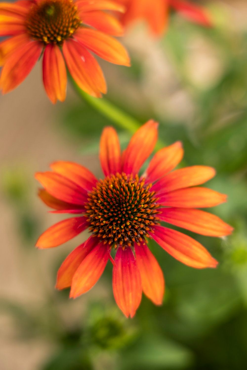 Cone Flower &#39;Echinacea Prairie Blaze Orange Sunset&#39; 1 gal