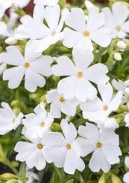 Creeping Phlox &#39;Goldiphlox White&#39; 1 gal