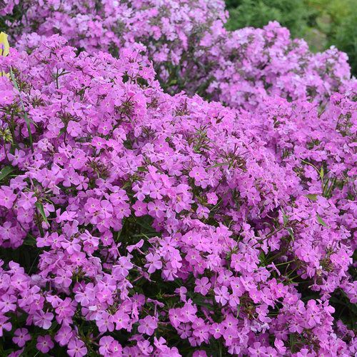 Garden Phlox &#39;Opening Act Romance&#39; 1 gal PW