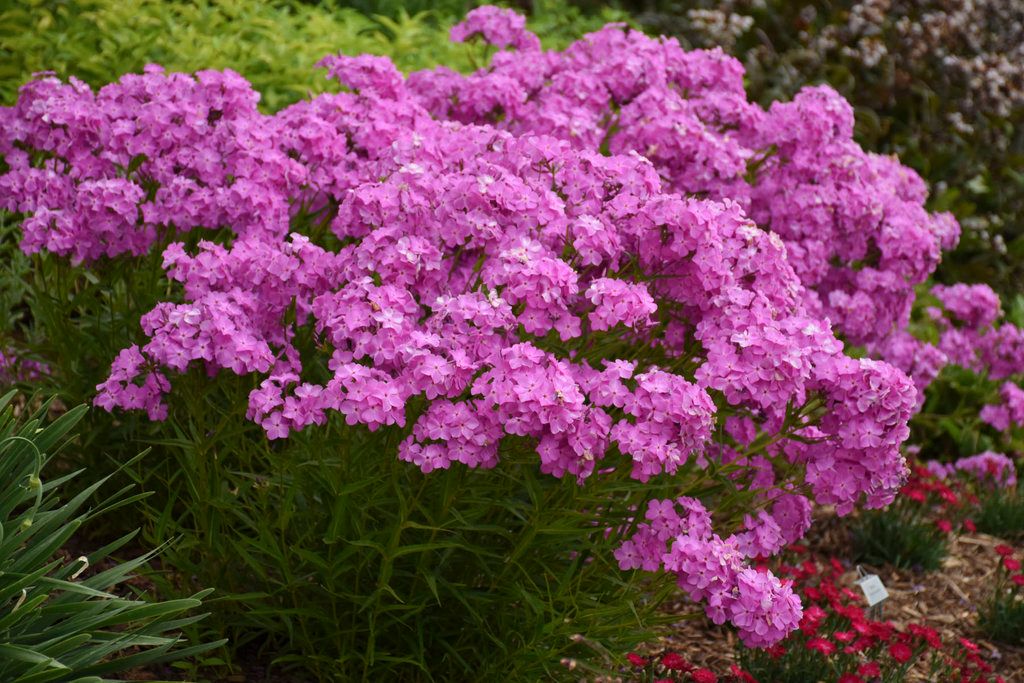 Garden Phlox &#39;Opening Act Ultra Pink&#39; 1 gal PW